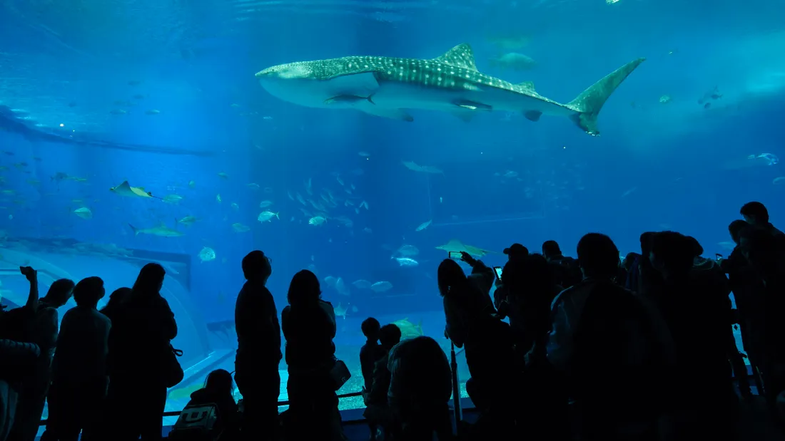 En difficulté, l’aquarium de Noirmoutier ferme ses portes
