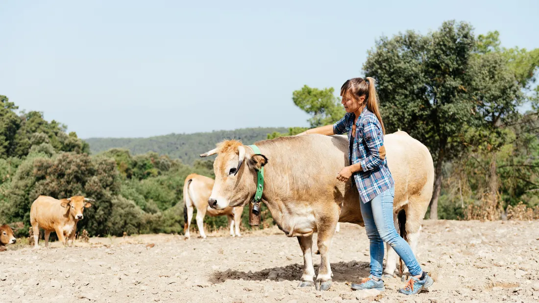 Il faut débourser 50 livres sterling pour s'offrir un câlin avec une vache.
