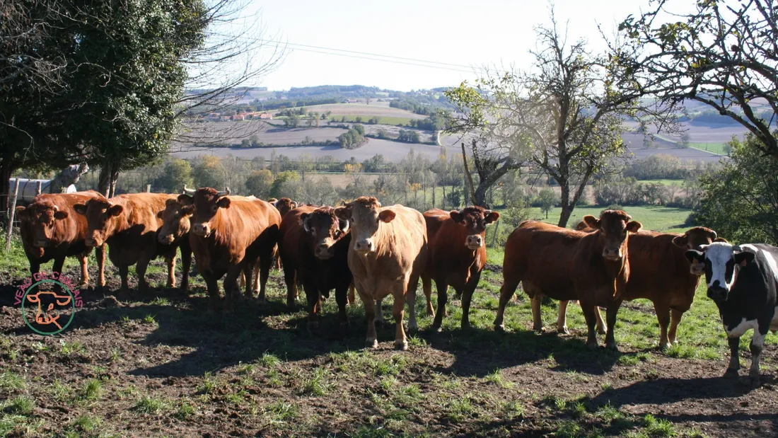 Fête du Veau de Chalais