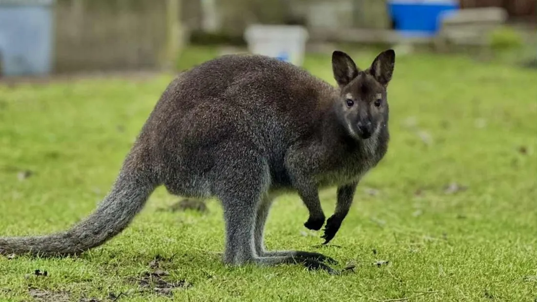 Wallaby - Robert Leclaire
