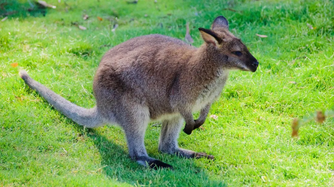 Wallaby