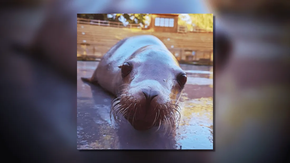 Zoo de La Flèche : l'otarie Wally est décédée