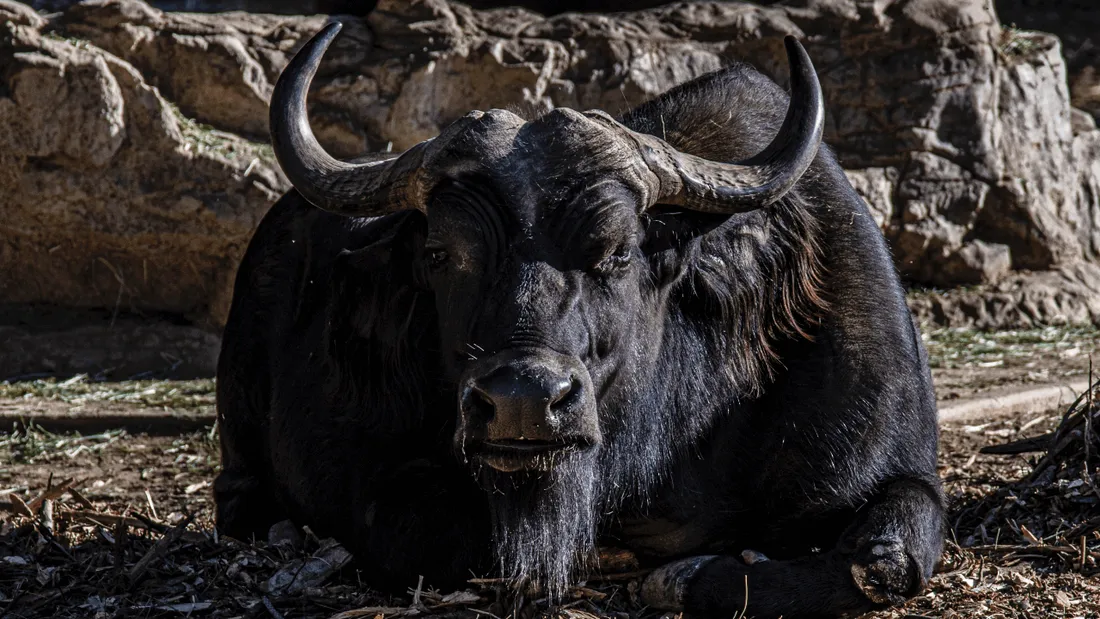 Planète Sauvage : un yack charge trois salariés, un homme gravement blessé