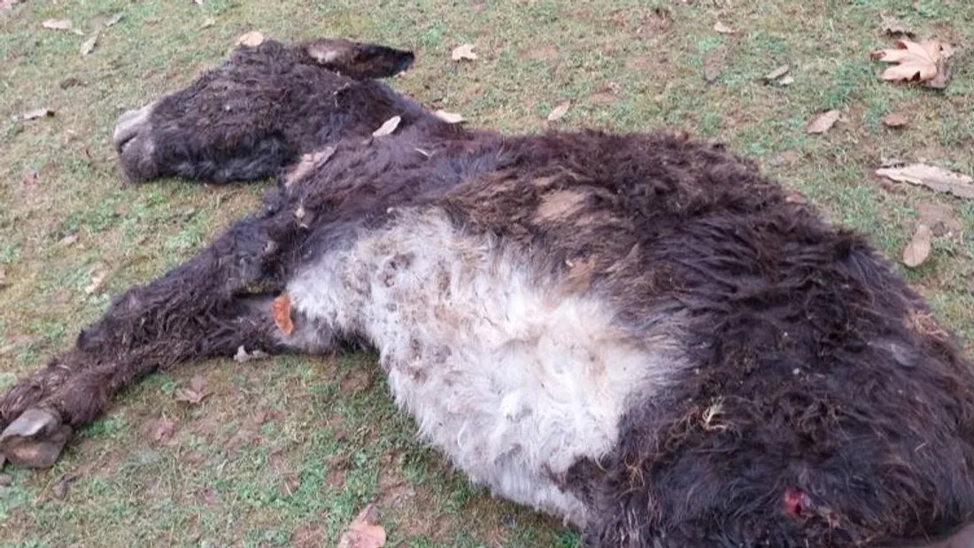 Facebook association Faune sauvage