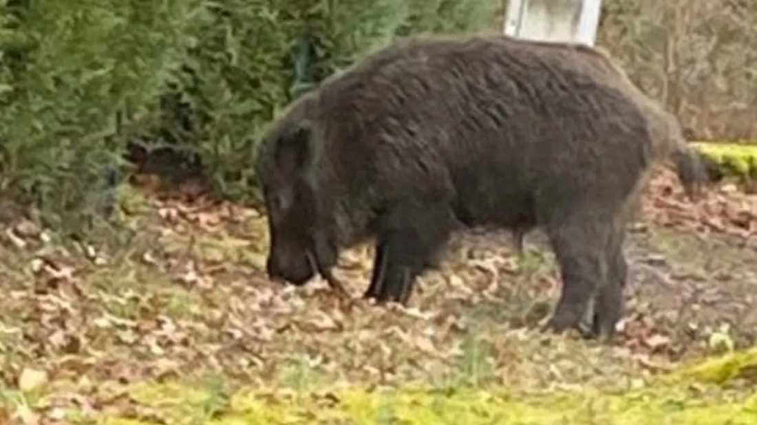 Publication Facebook (Sebastien)