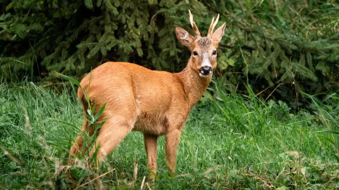 Image site visite Ardenne