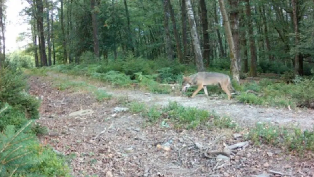 Loup observé dans le secteur de Revin