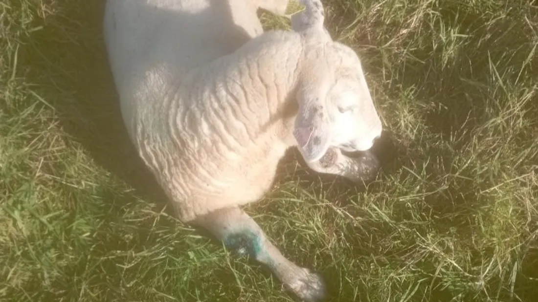 Mouton touché par la maladie