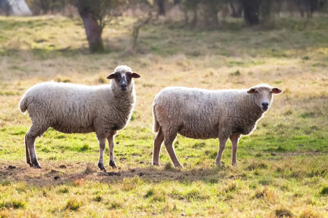 troupeau de mouton