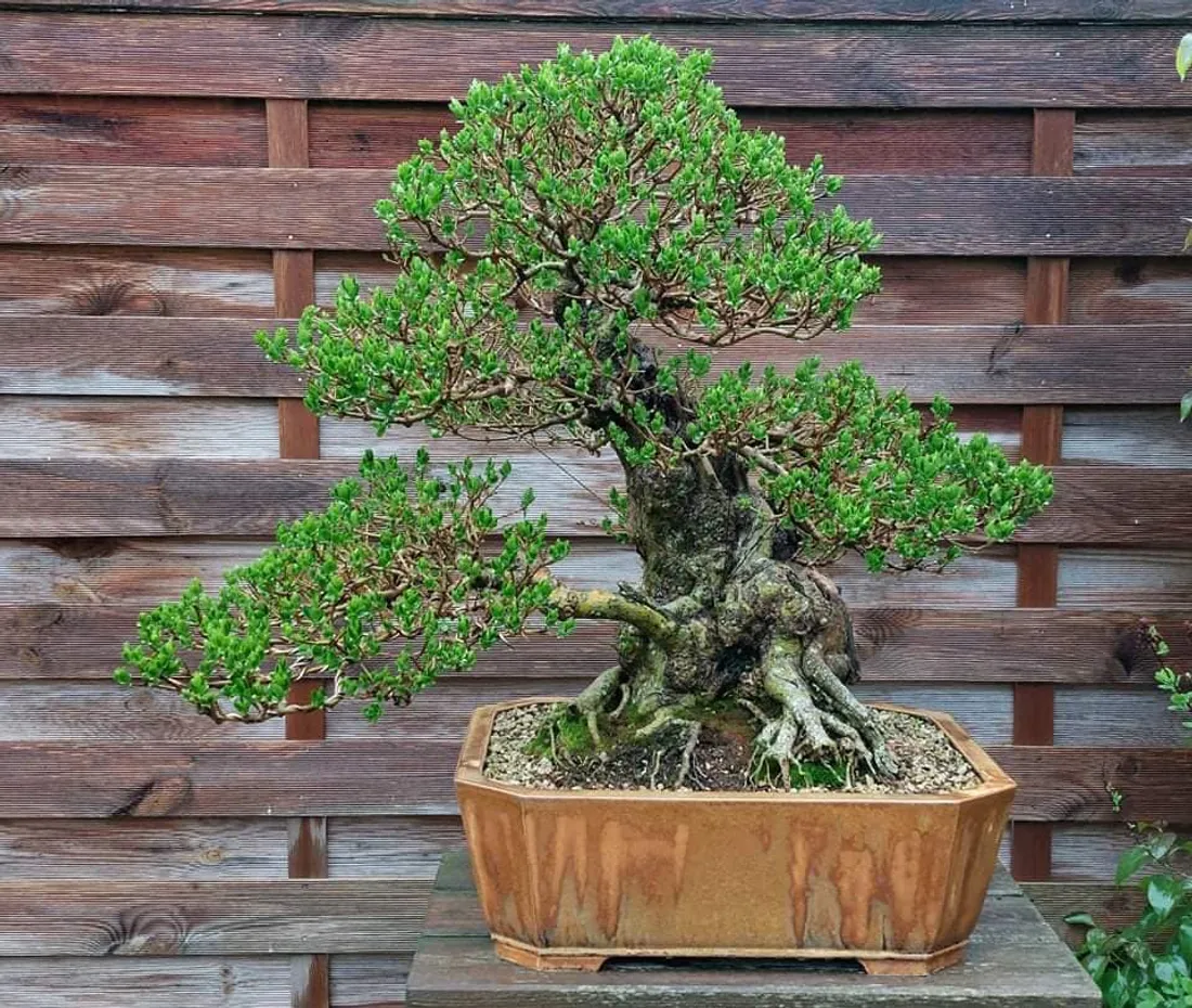 bonsai
