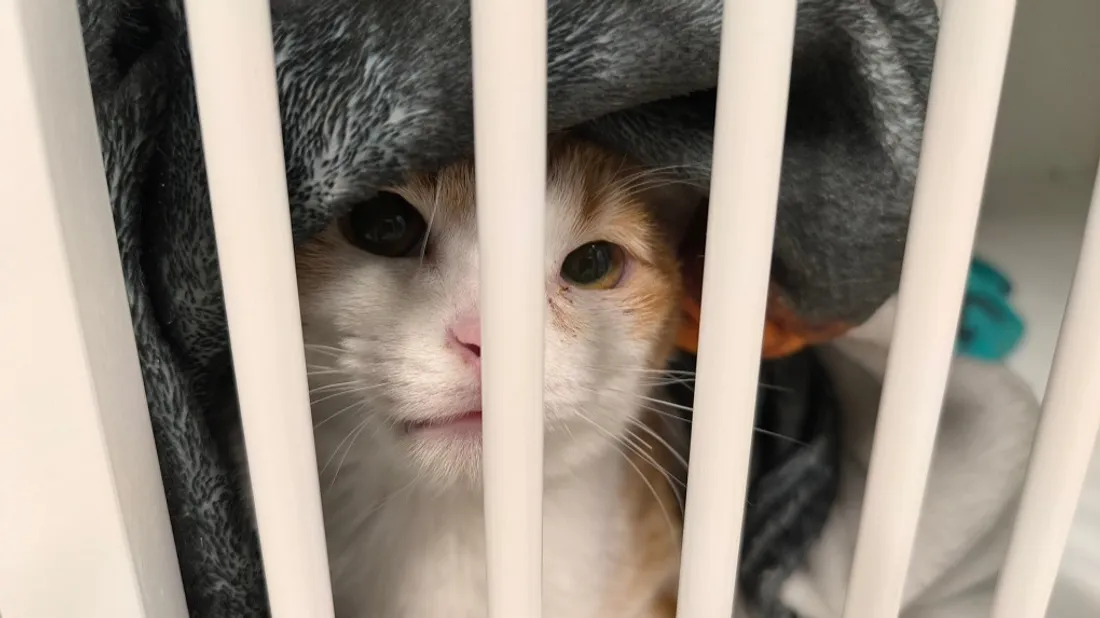 SPA Maubert Fontaine