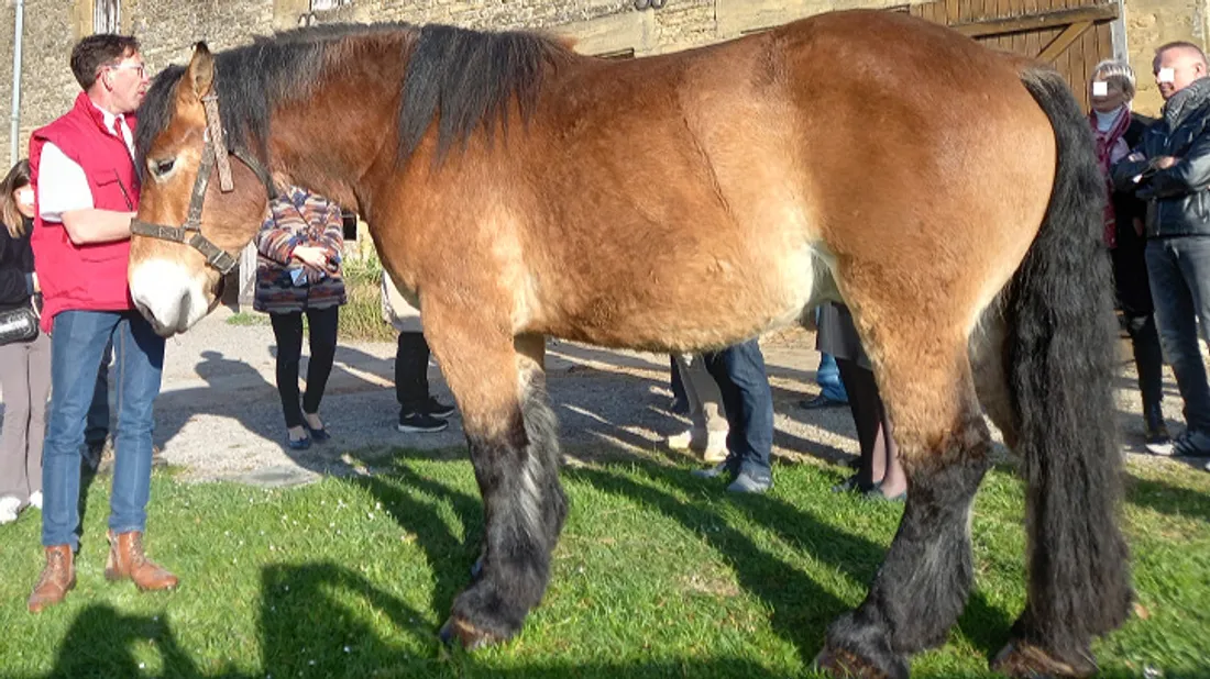 "Looping du Lion d'Or"