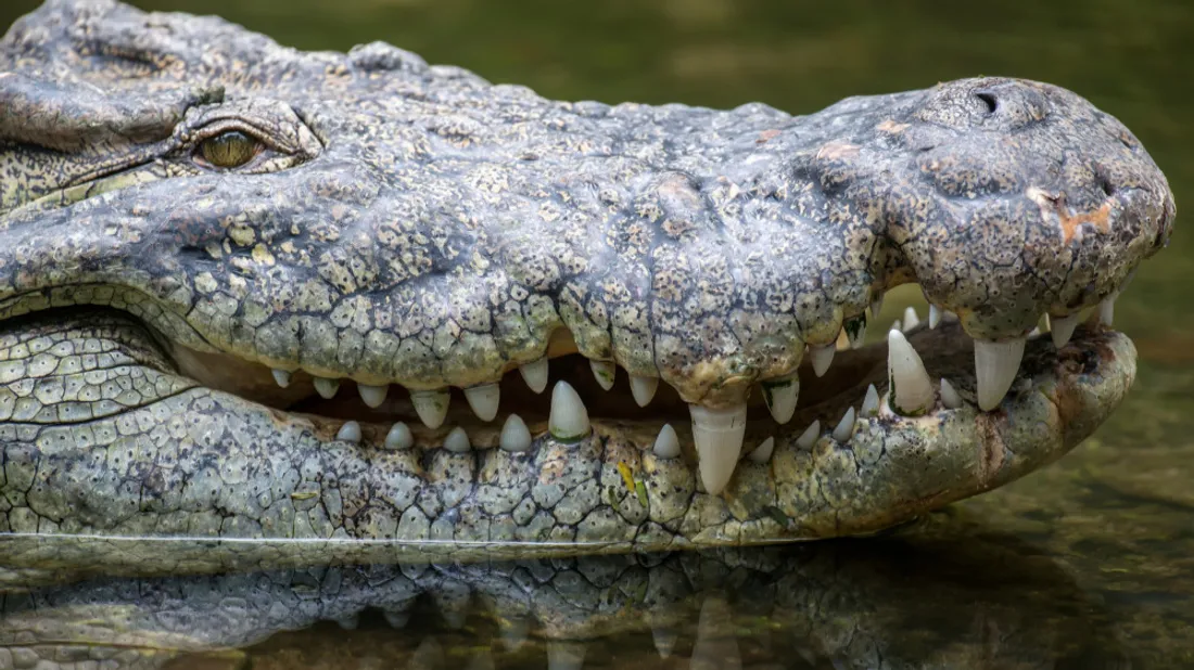 Crocodile