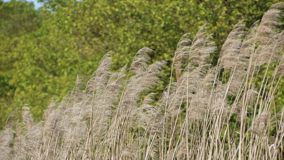 pollen graminées