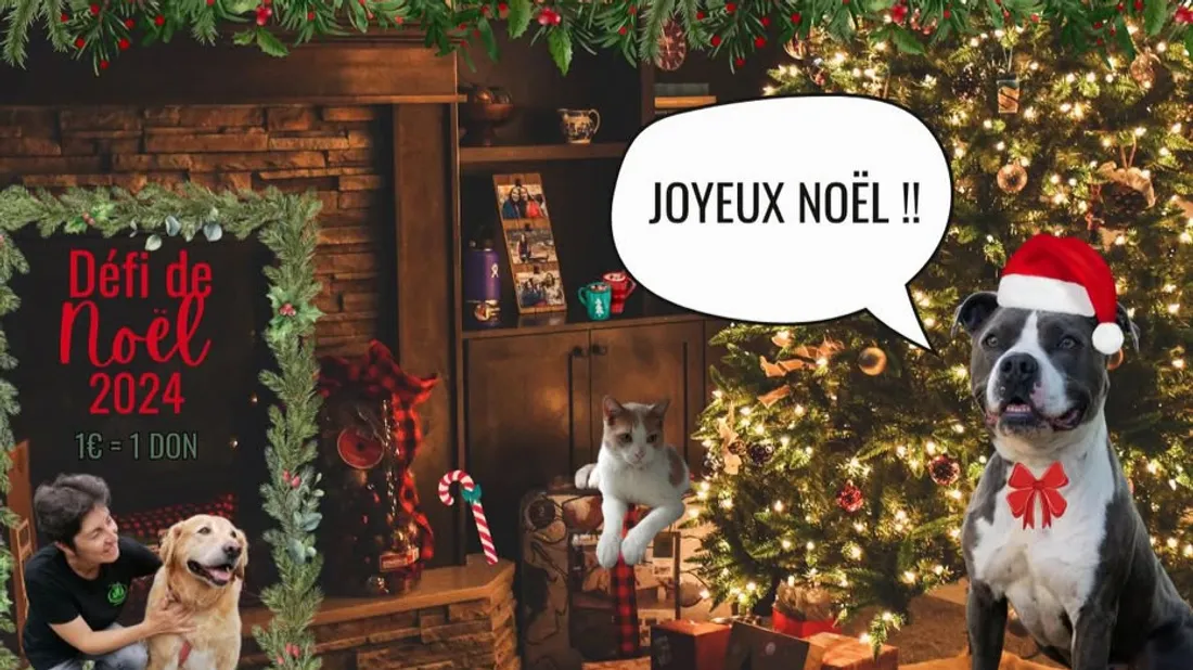 Noël des animaux 2024