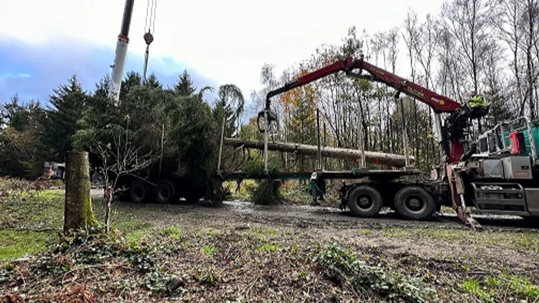 Sapin forêt Les Mazures