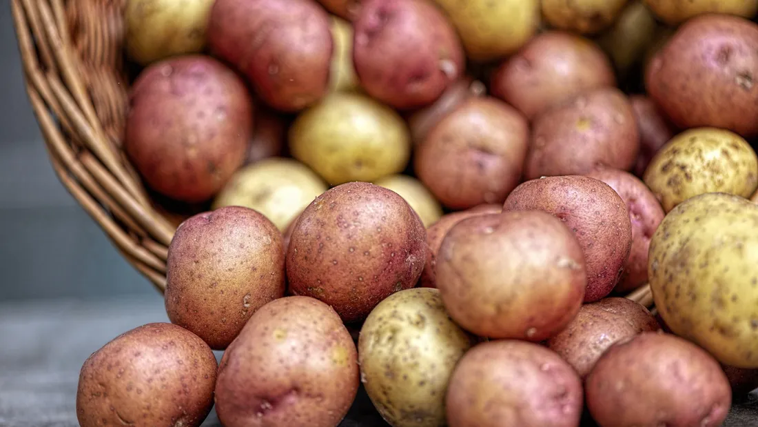 patates