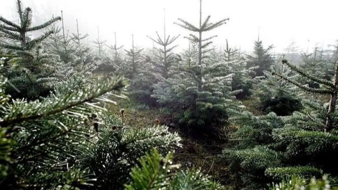 Sapins
