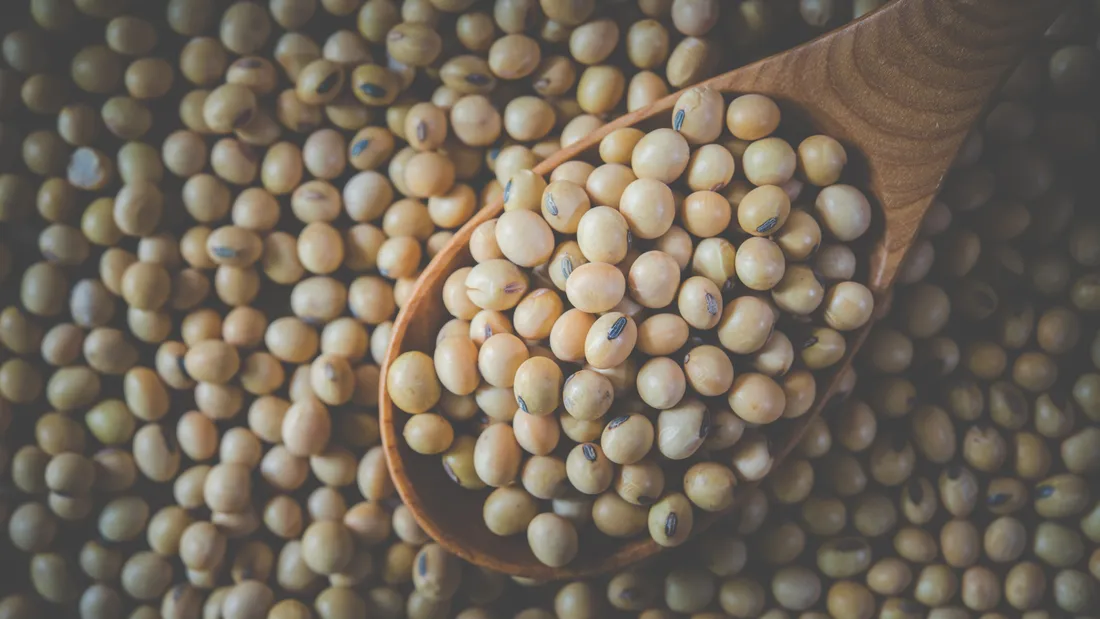 Image d'illustration - soja