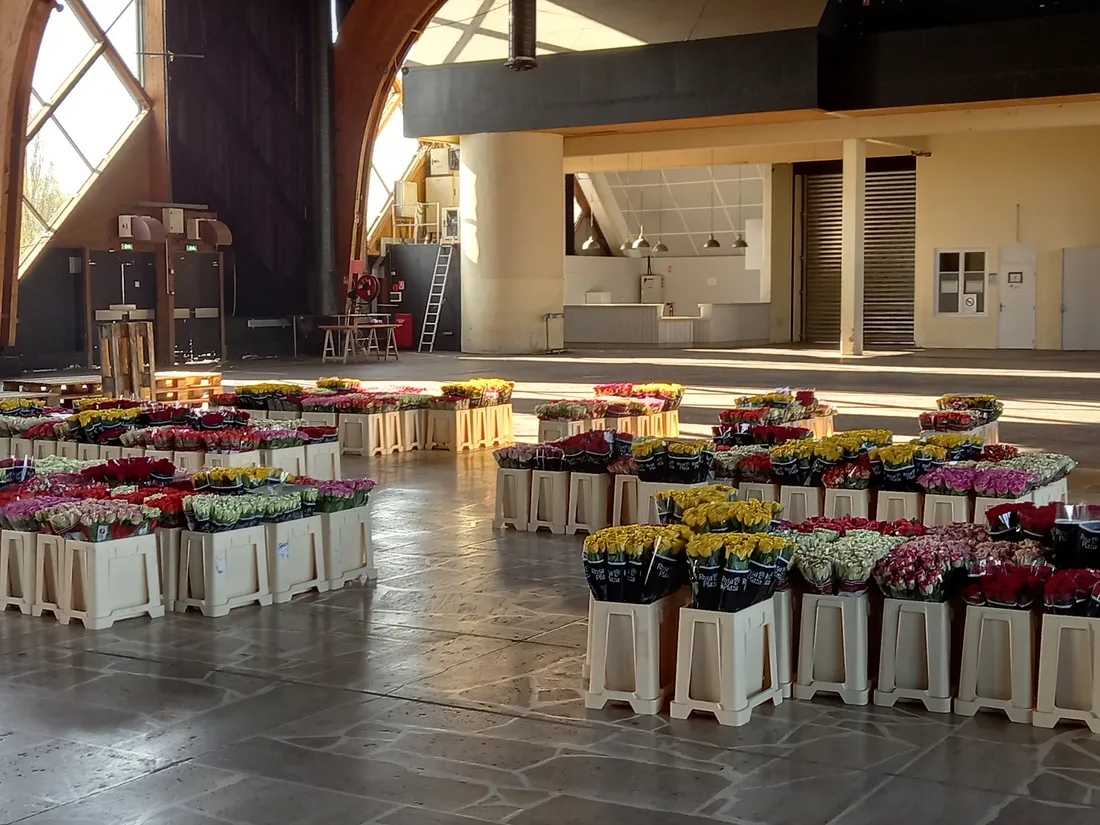 Une rose un espoir - roses 