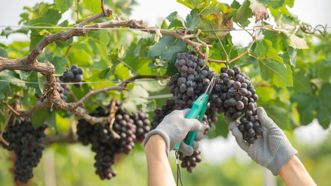 vendanges