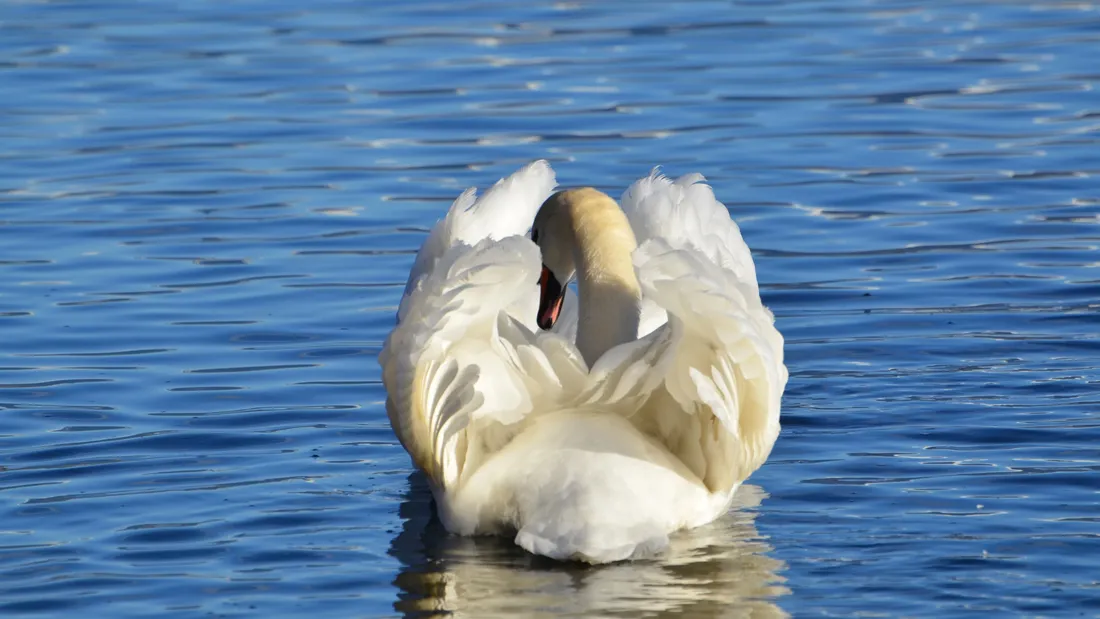 cygne