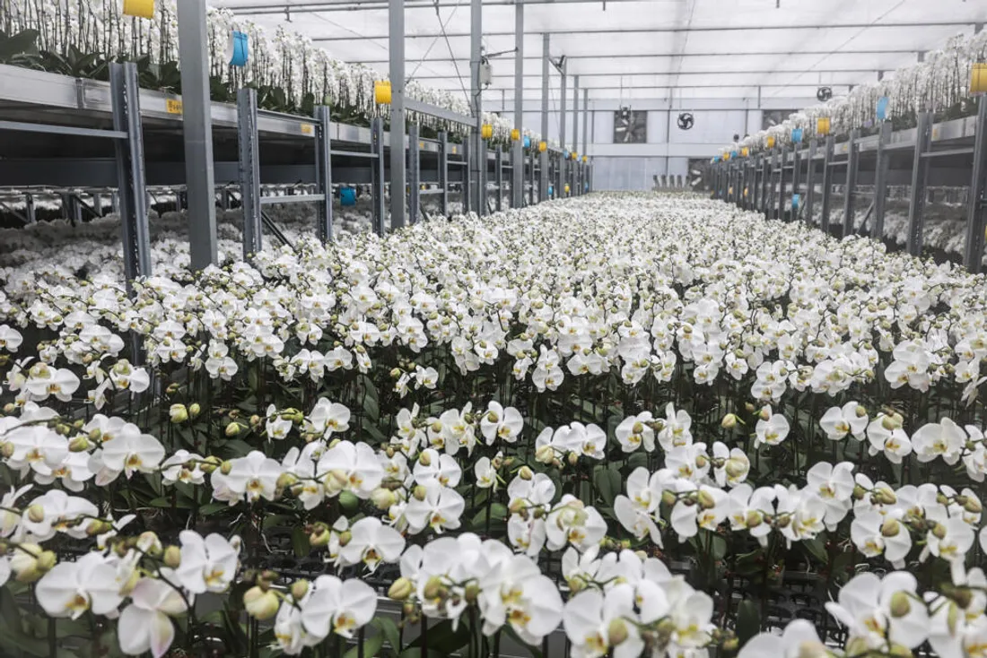 Orchidées de Taïwan : Trump frappe avec des surtaxes douanières de 20%