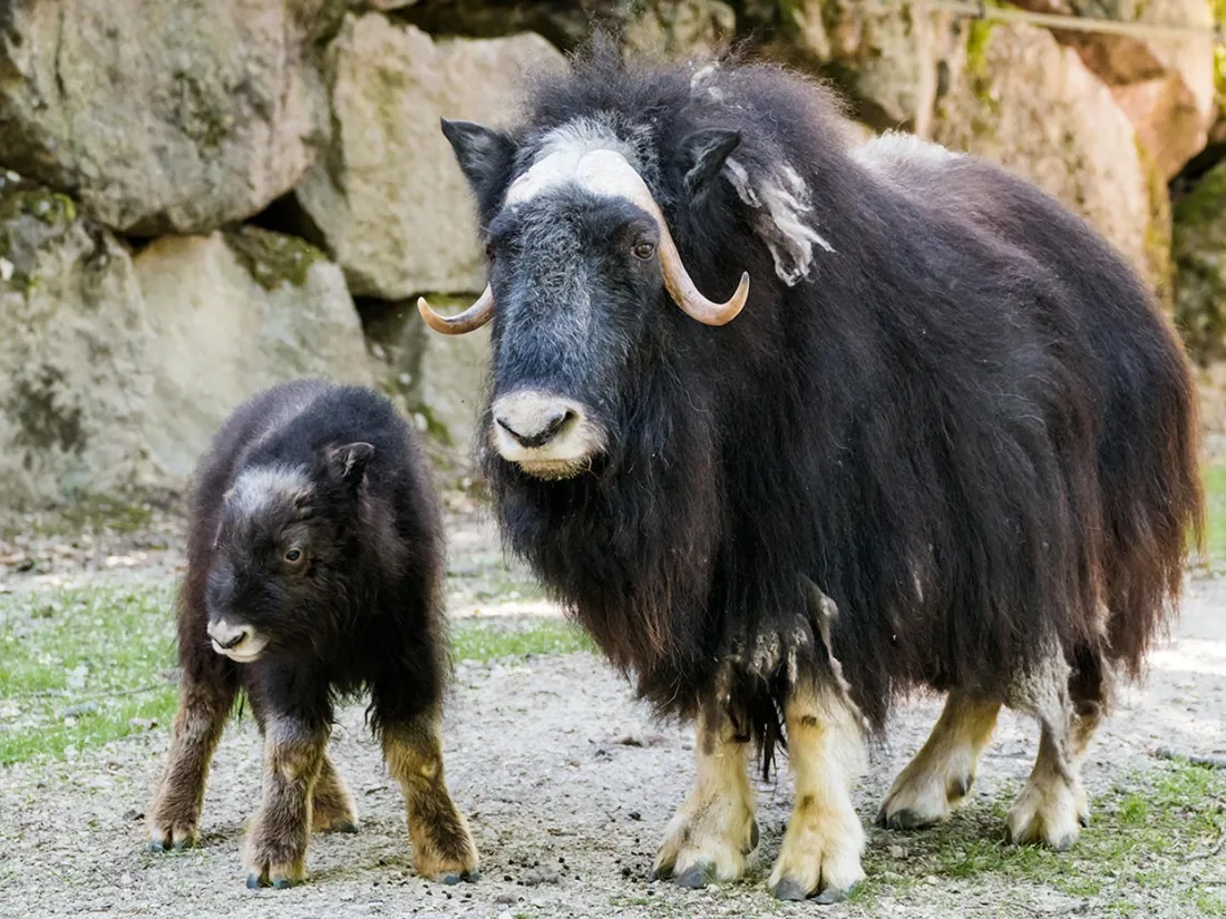 Boeufs musqués au zoo de Mulhouse