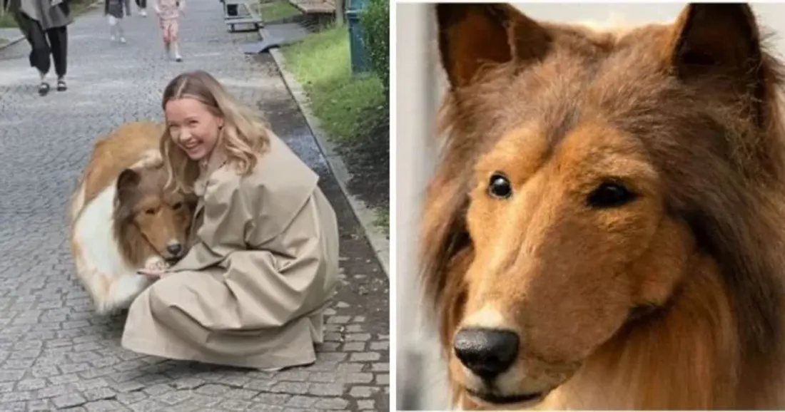 14 000 $ pour devenir un chien : l'incroyable histoire de Toco, l'homme colley