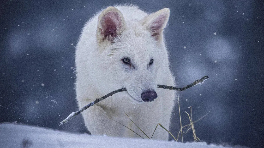 Renaissance d'une légende: Les loups géants de l'ère glaciaire revivent