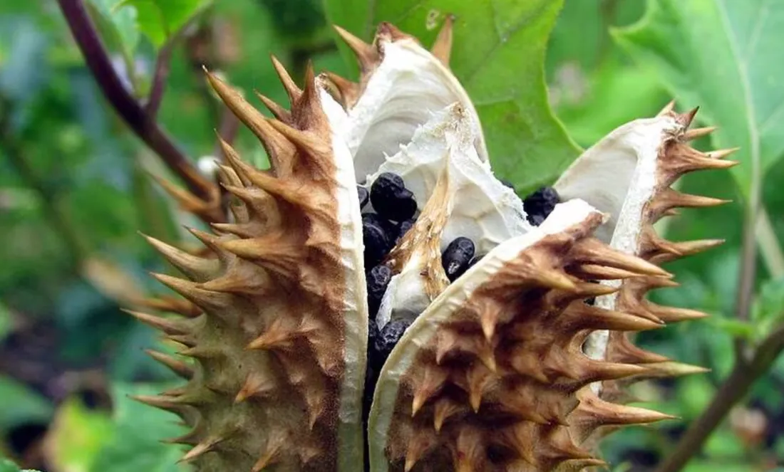 Le « Souffle du Diable » : la drogue américaine ultra dangereuse, arrive en Europe