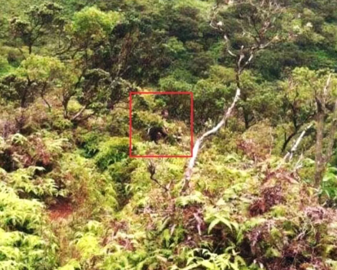 escaliers de Haʻikū à Hawaii
