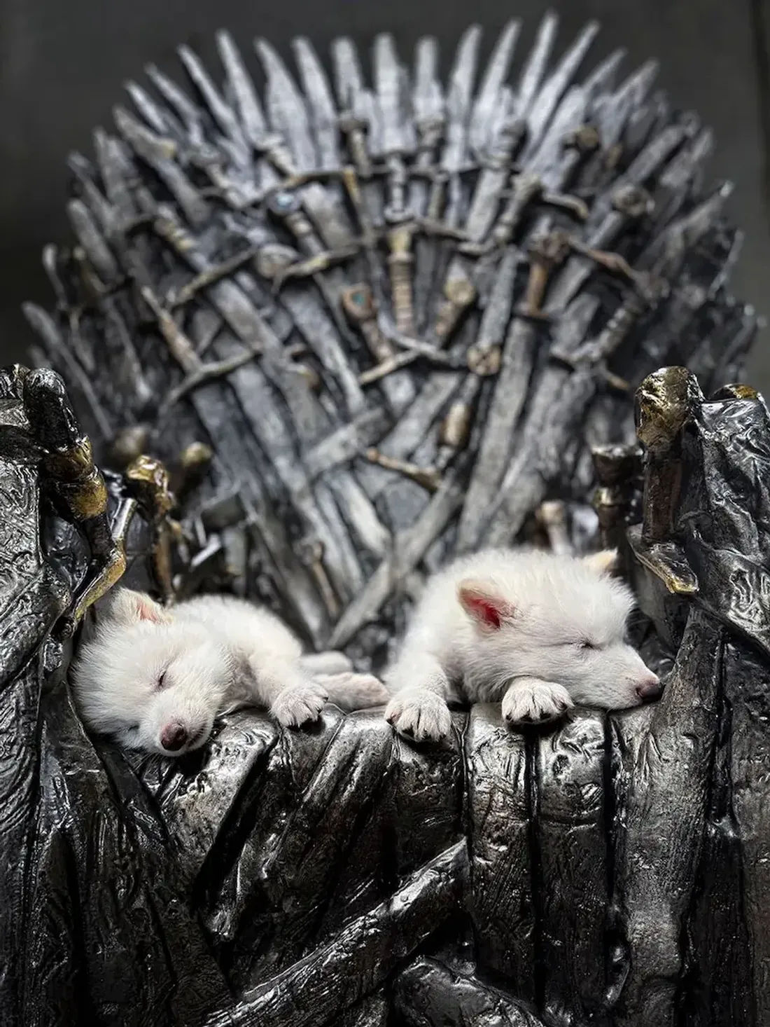 Renaissance d'une légende: Les loups géants de l'ère glaciaire revivent