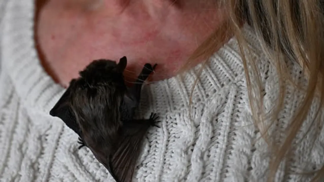 Une prof décède de la rage après une morsure de chauve-souris