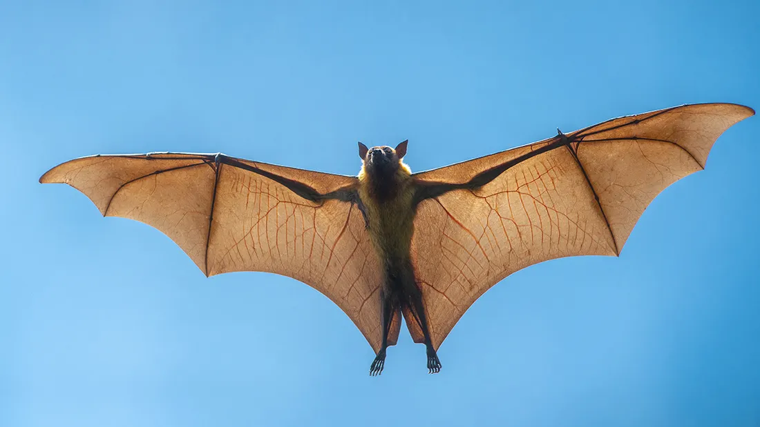 Morsure de chauve-souris en France : vigilance recommandée