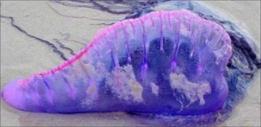 Catalogne : Fermeture de plages suite à l'apparition de galère portugaise