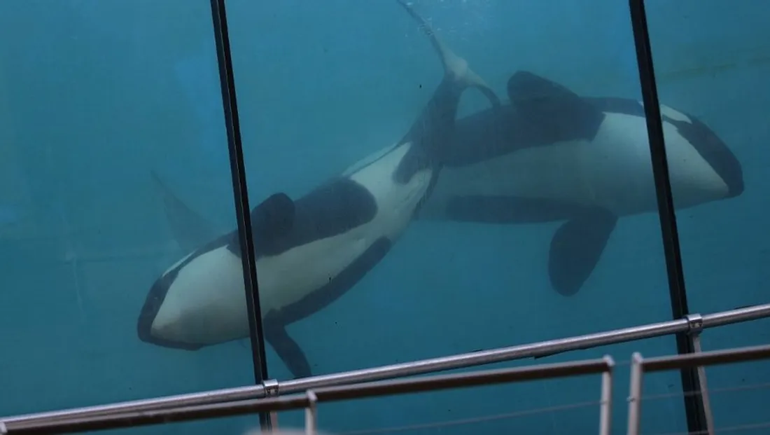 Marineland en crise : le triste sort des cétacés abandonnés suscite l'émoi