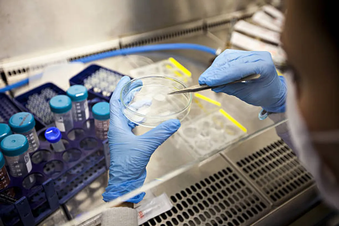 Cellules souches, un espoir dans la guerre contre le cancer