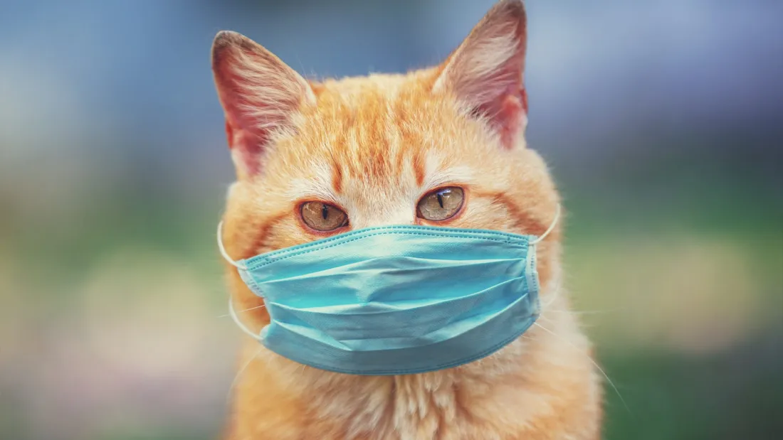 COVID-19 : transmissible de l&#x27;animal à l&#x27;humain 