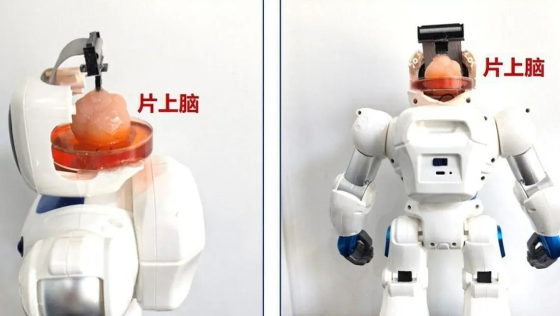 Puce neurale et cerveau à base de cellules souches : la nouvelle révolution robotique