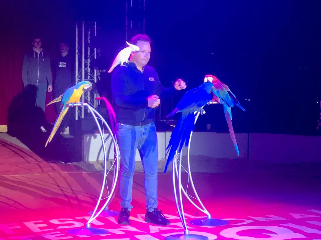 L'artiste Italien Alessio Fochesato et ses Aras en répétition, hier, à Bayeux.