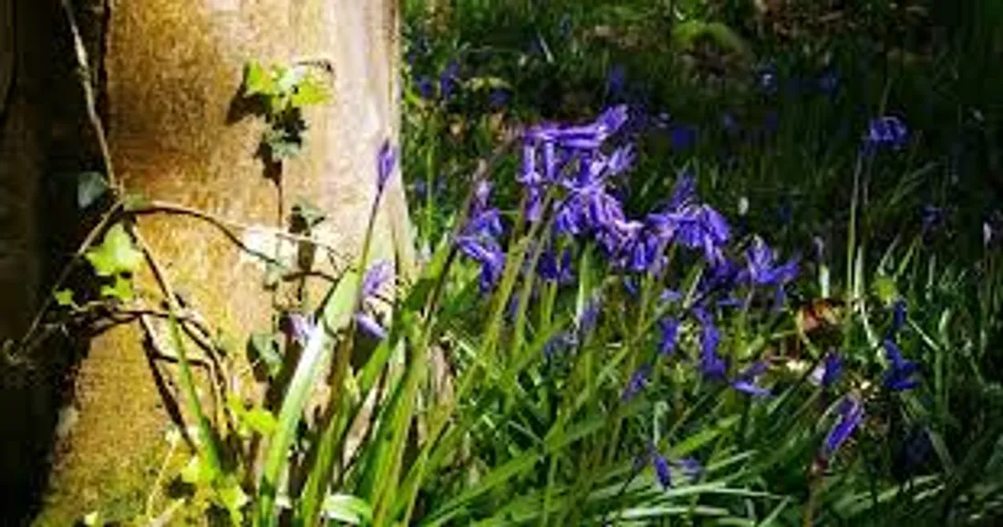 DES FLEURS POUR ABEILLES