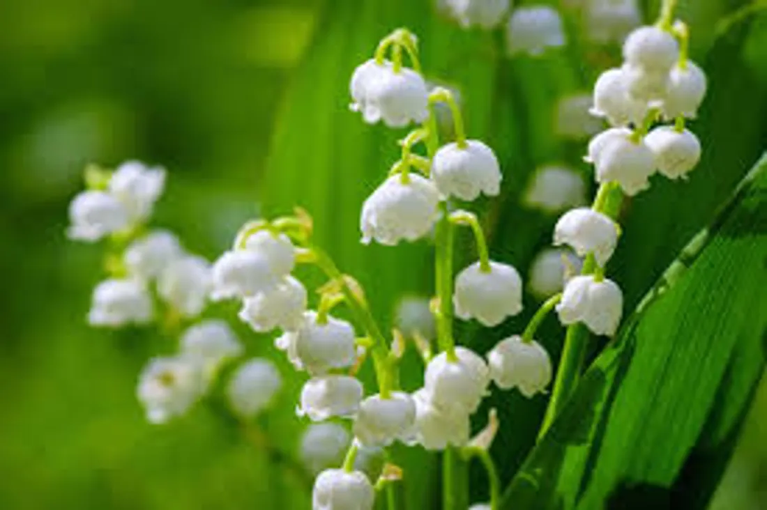 MUGUET