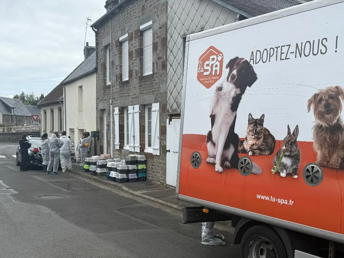 La SPA a déployé des moyens venus de tout l'Ouest de la France pour recueillir les chats. 