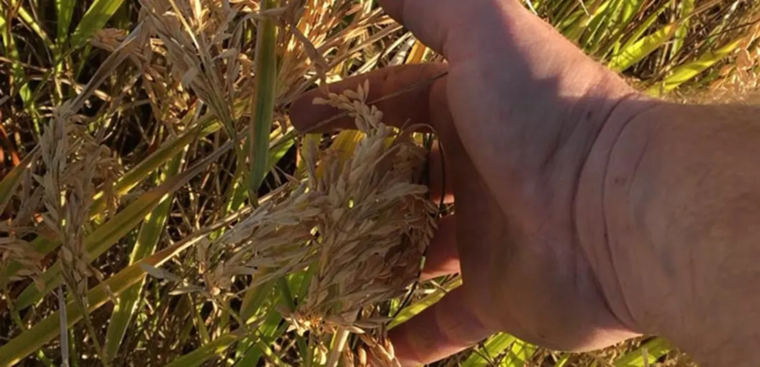 En Camargue, la récolte du riz s’annonce sous le signe de la résilience