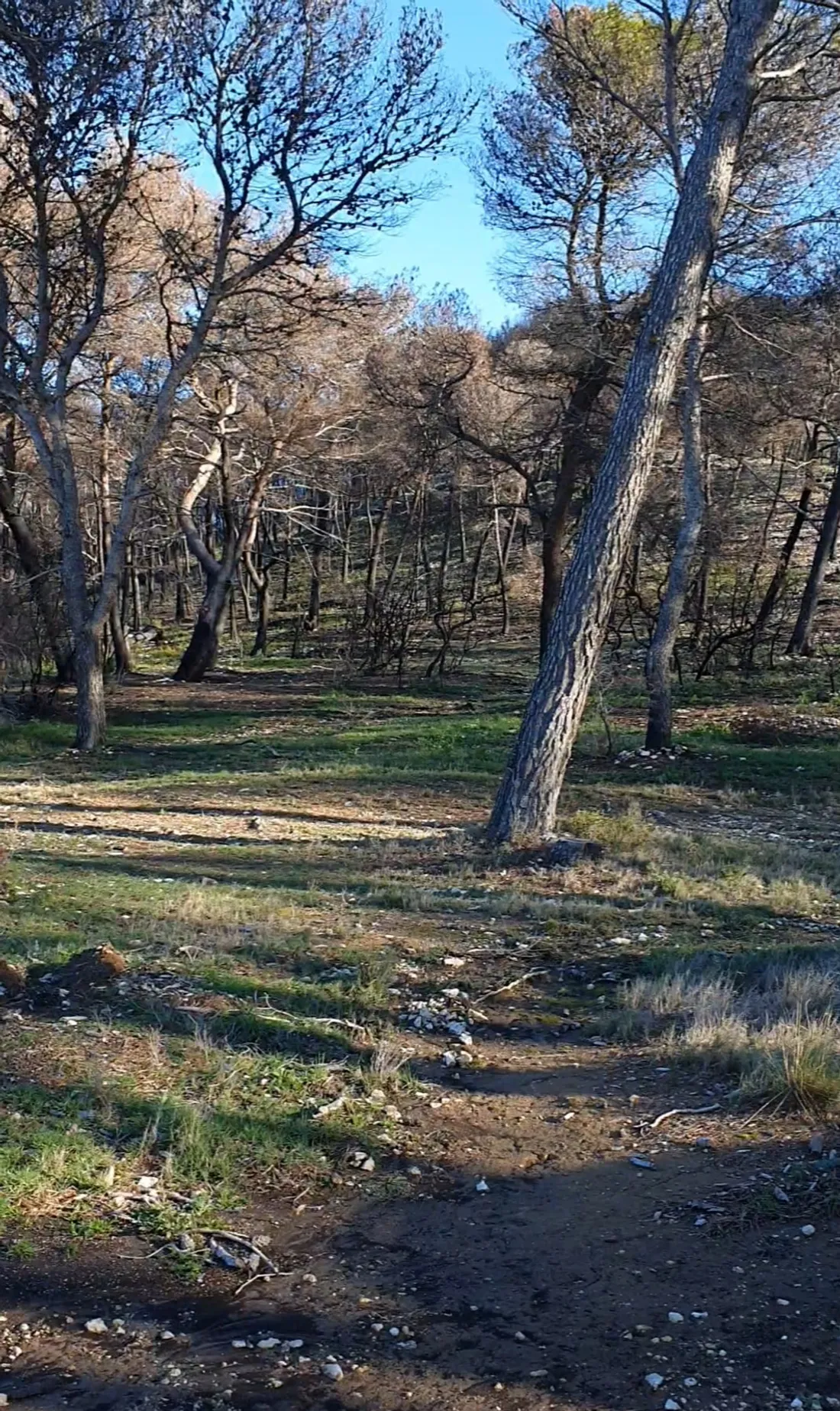 [ ENVIRONNEMENT ] Incendie de la Montagnette: L'heure du bilan avant la reforestation