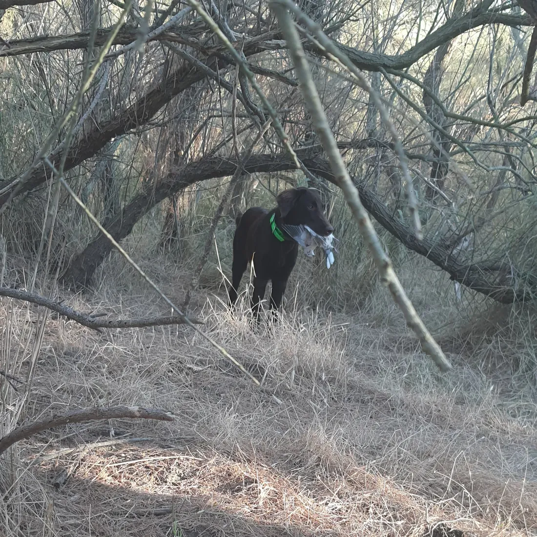 Chasse en Camargue : la saison est ouverte, mais pas n’importe où ni n’importe comment