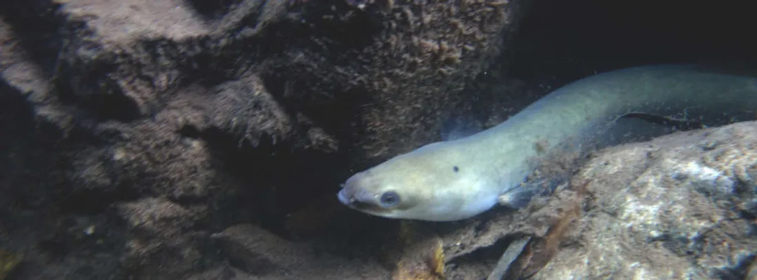 Anguilles argentées : un parcours semé d’obstacles entre l’étang de Vaccarès et la mer
