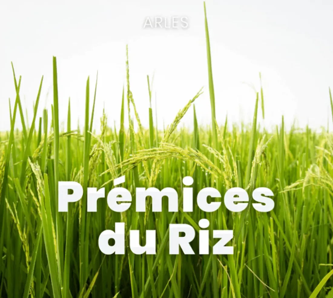 À Arles, les chars des Prémices du riz se préparent à reprendre la route