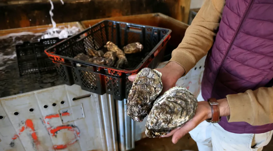Port-Saint-Louis-du-Rhône : moules et huîtres interdites à la vente 